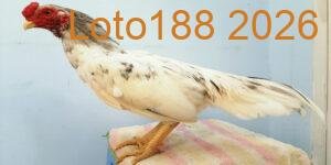 Giới thiệu dòng gà Asil đá cựa