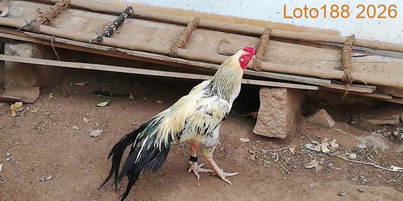 Các dòng gà Asil nổi tiếng hiện nay